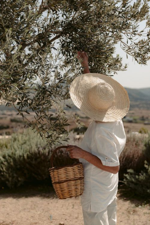 Persona amb barret de palla i cistell entre oliveres